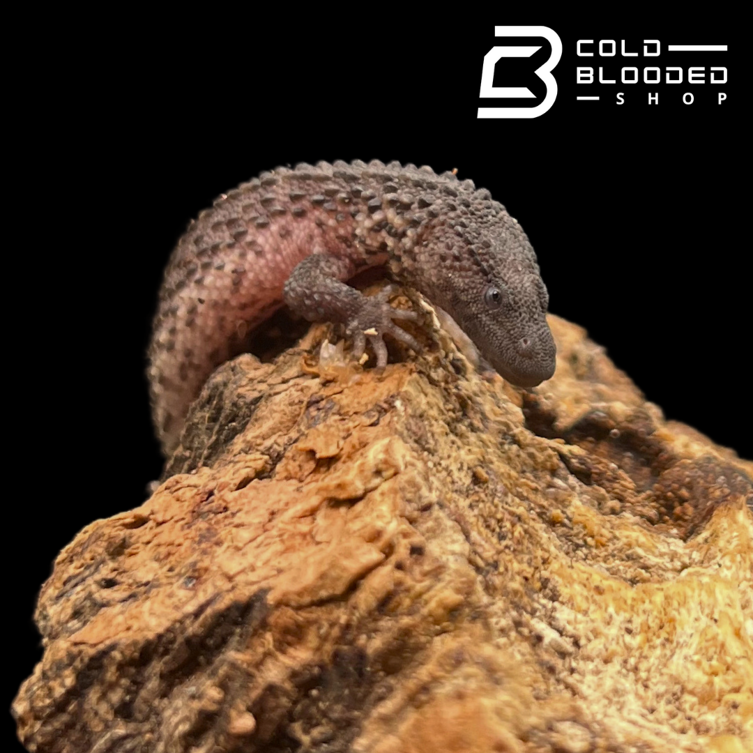 Baby Earless Monitor Lizards - Lanthanotus borneensis