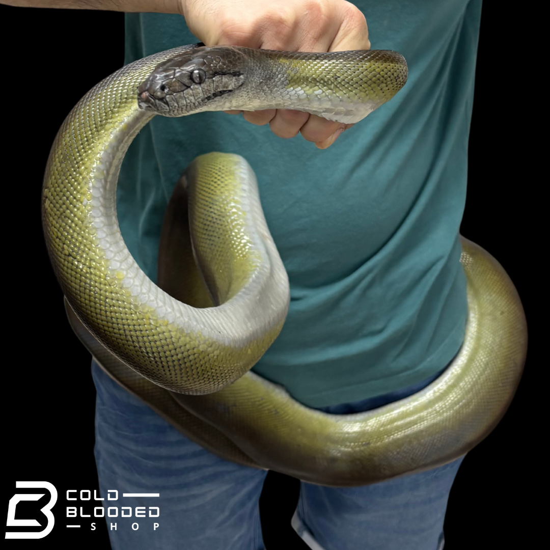 Huge male Papuan Python -Apodora papuana