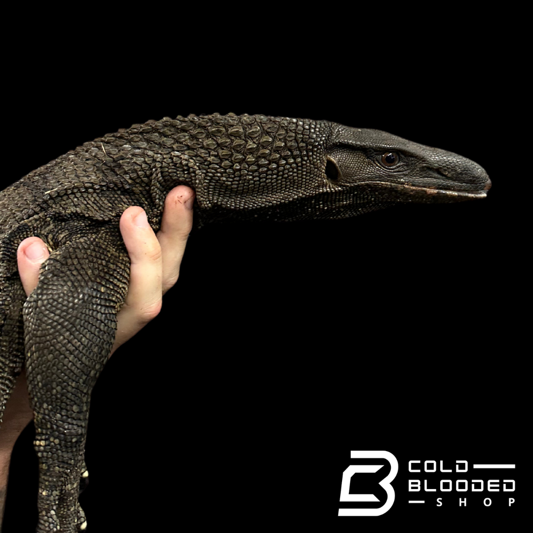 Adult Black Roughneck Monitors - Varanus rudicollis