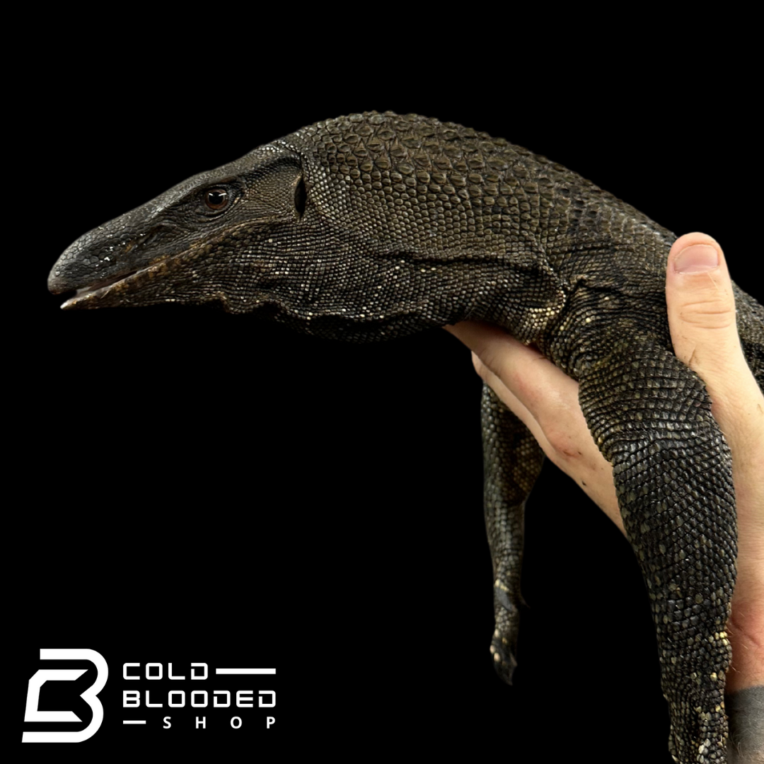Adult Black Roughneck Monitors - Varanus rudicollis