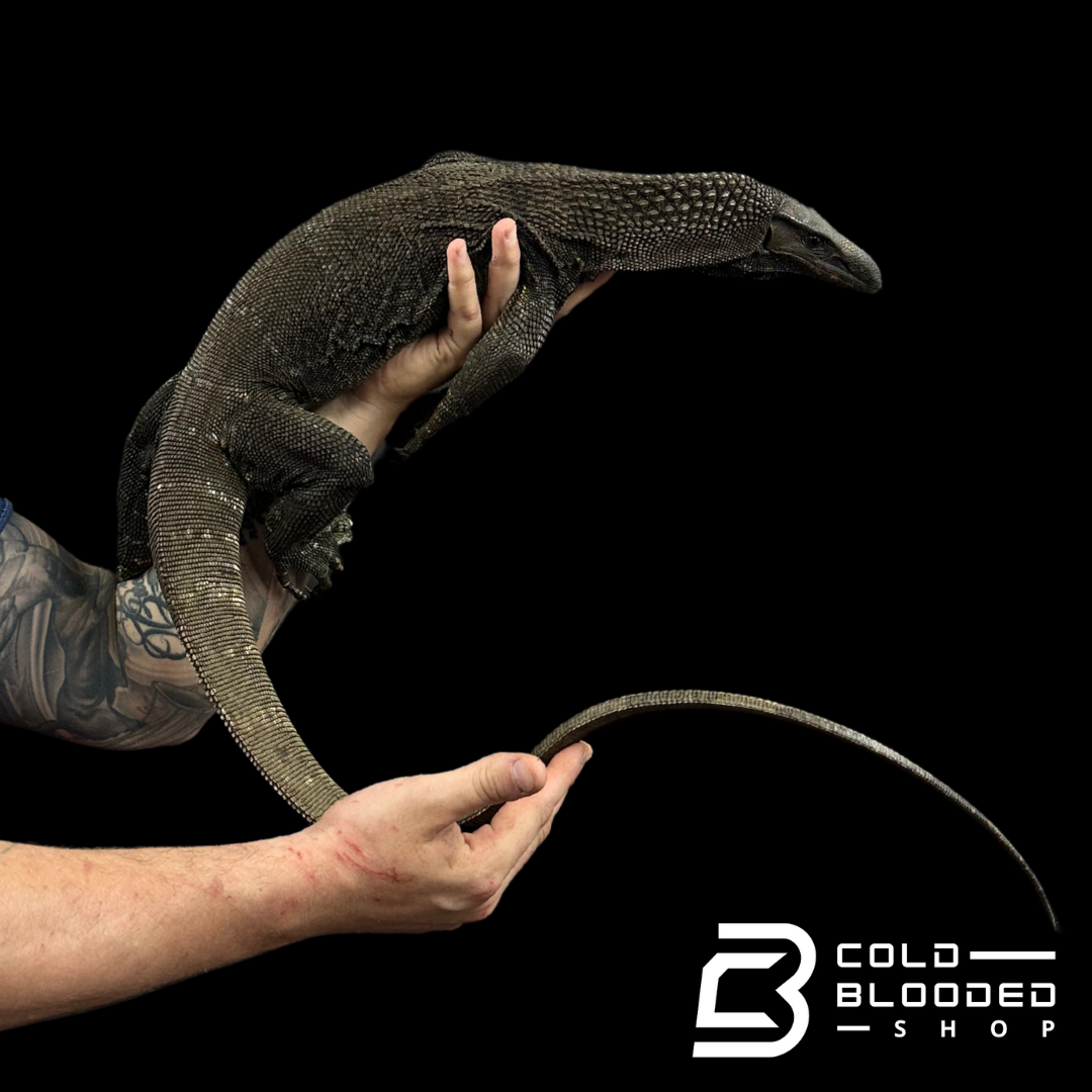 Adult Black Roughneck Monitors - Varanus rudicollis