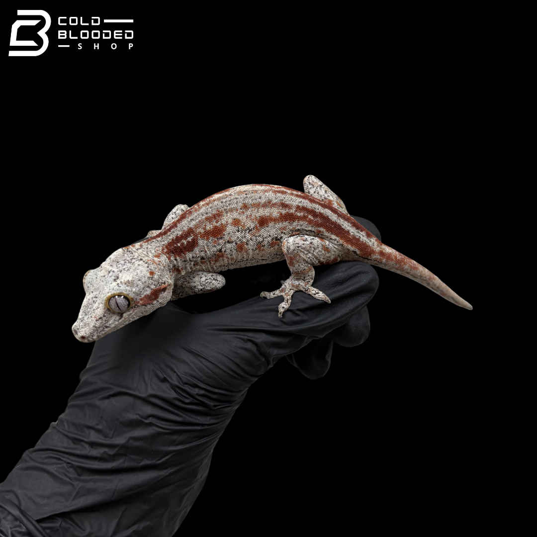 Male Orange Stripe Dark Base Gargoyle Gecko