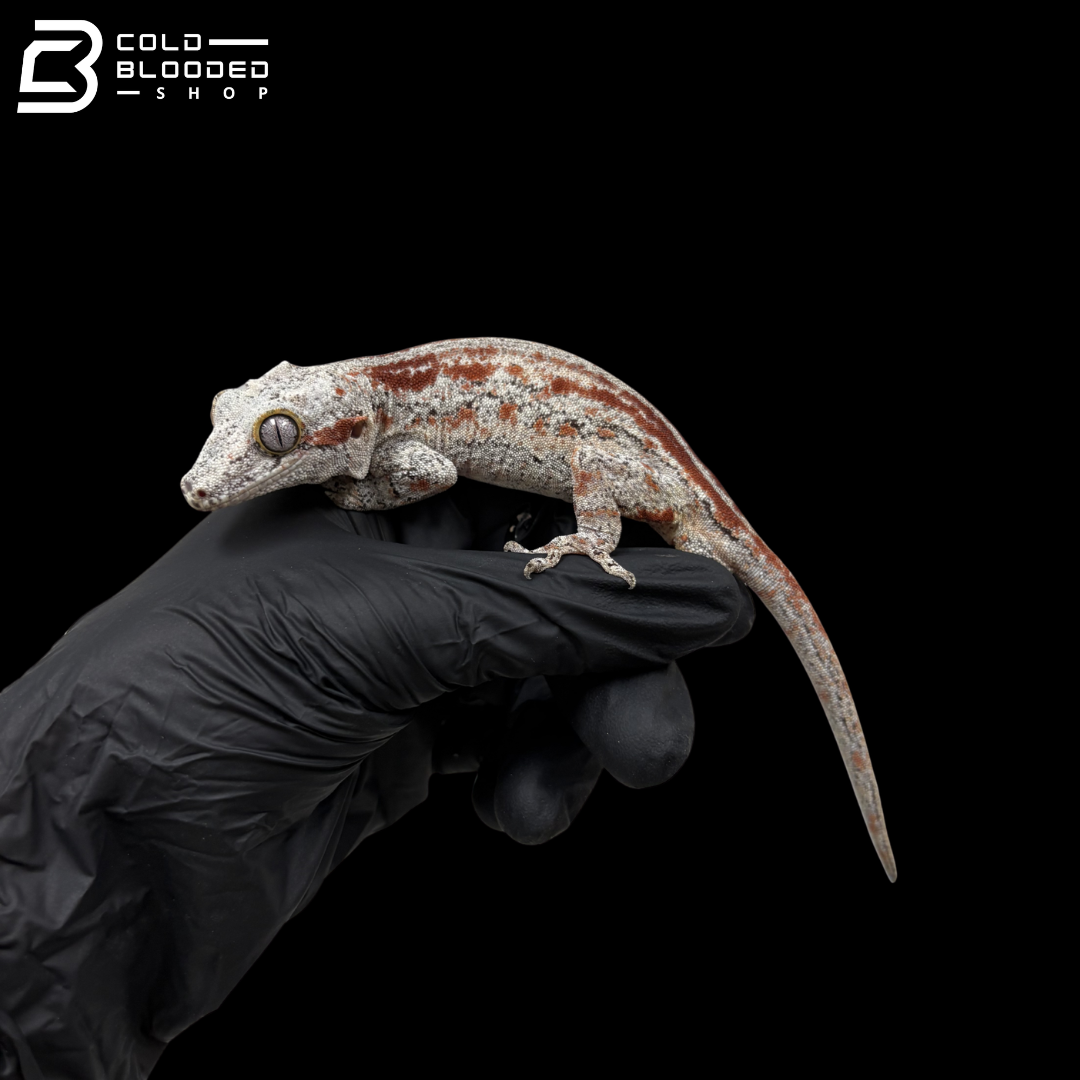 Male Orange Stripe Dark Base Gargoyle Gecko