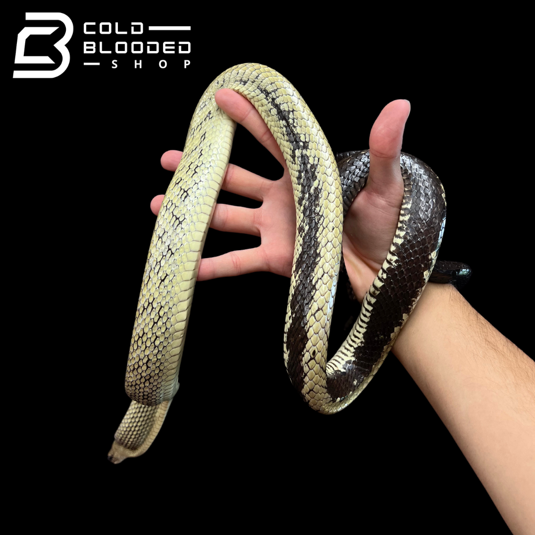 Male Jansen's Rat Snake - Gonyosoma jansenii #3 - Cold Blooded Shop