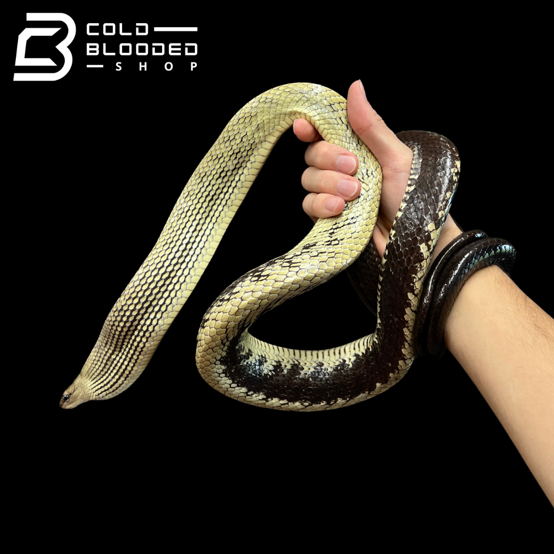 Male Jansen's Rat Snake - Gonyosoma jansenii #3 - Cold Blooded Shop