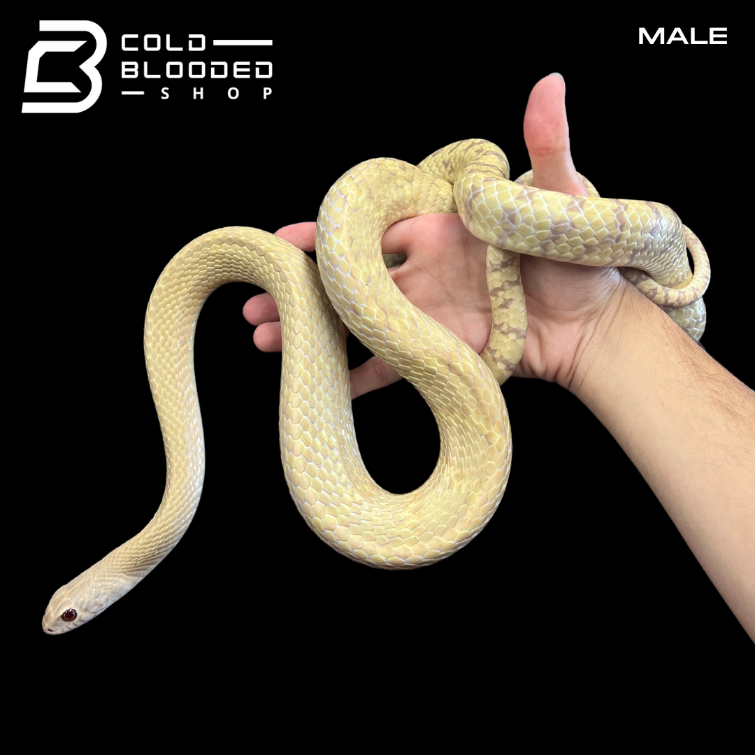 Adult Pair of Albino Oriental Rat Snakes - Ptyas mucosa - Cold Blooded Shop