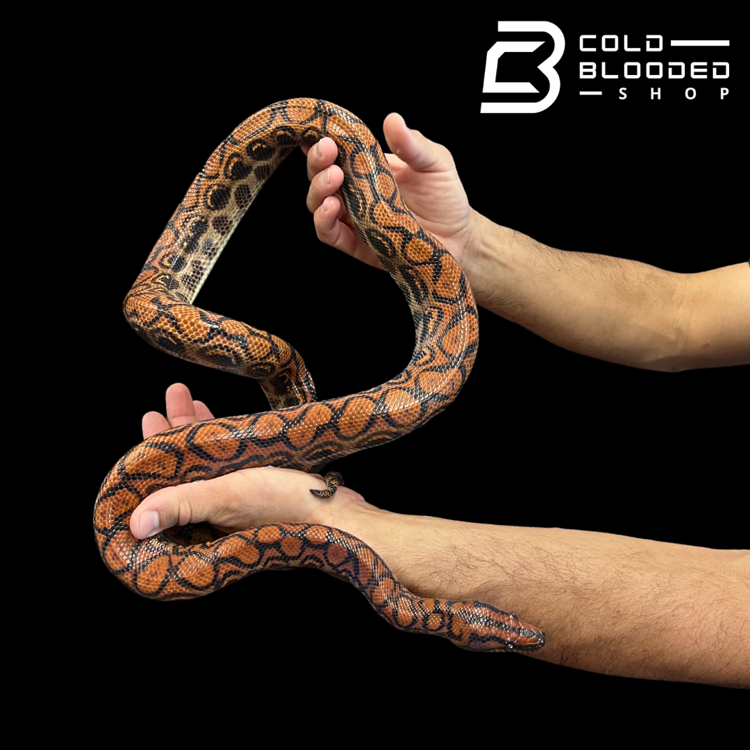 Adult Male Brazilian Rainbow Boa - Epicrates cenchria #1 - Cold Blooded Shop