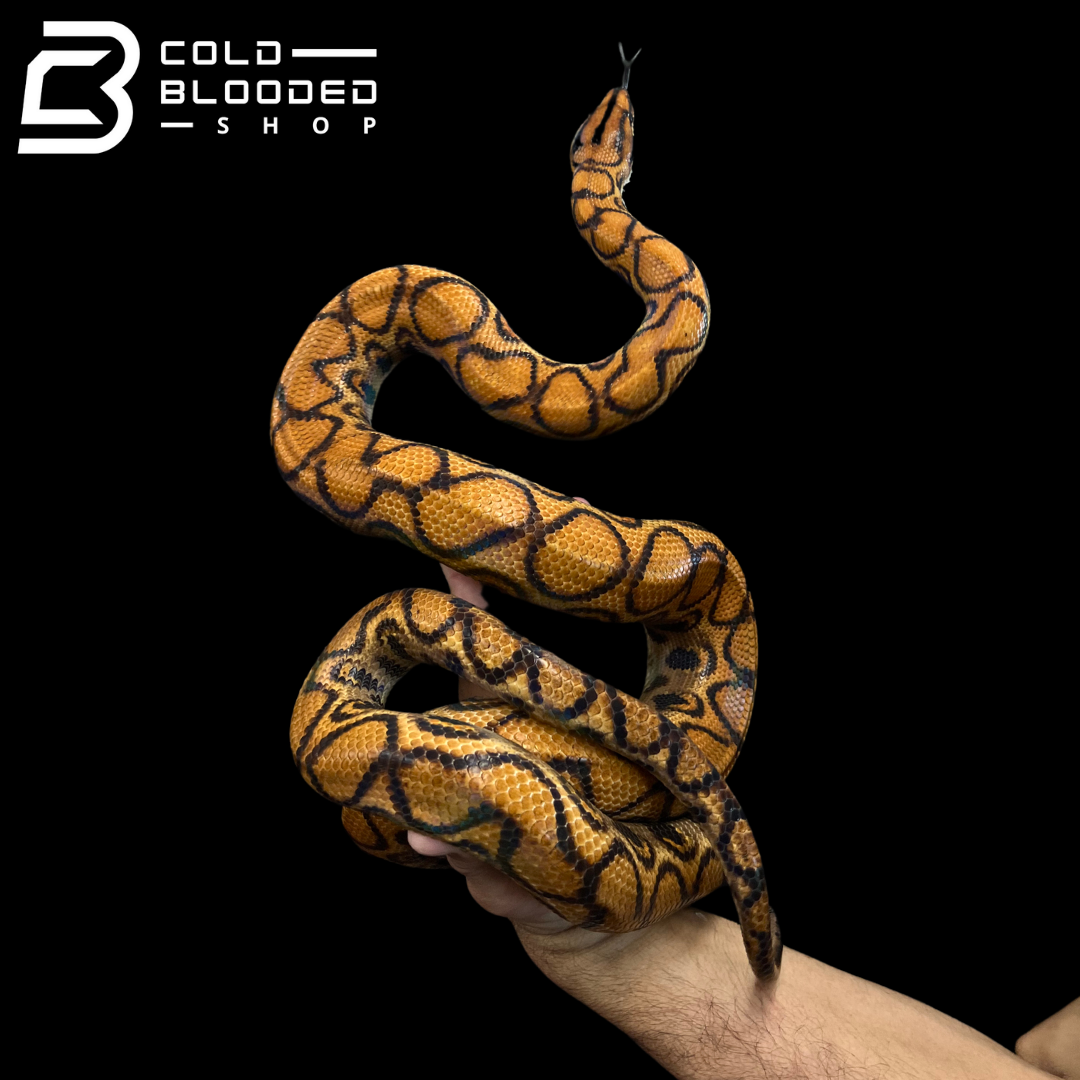 Adult Male Brazilian Rainbow Boa - Epicrates cenchria #2 - Cold Blooded Shop