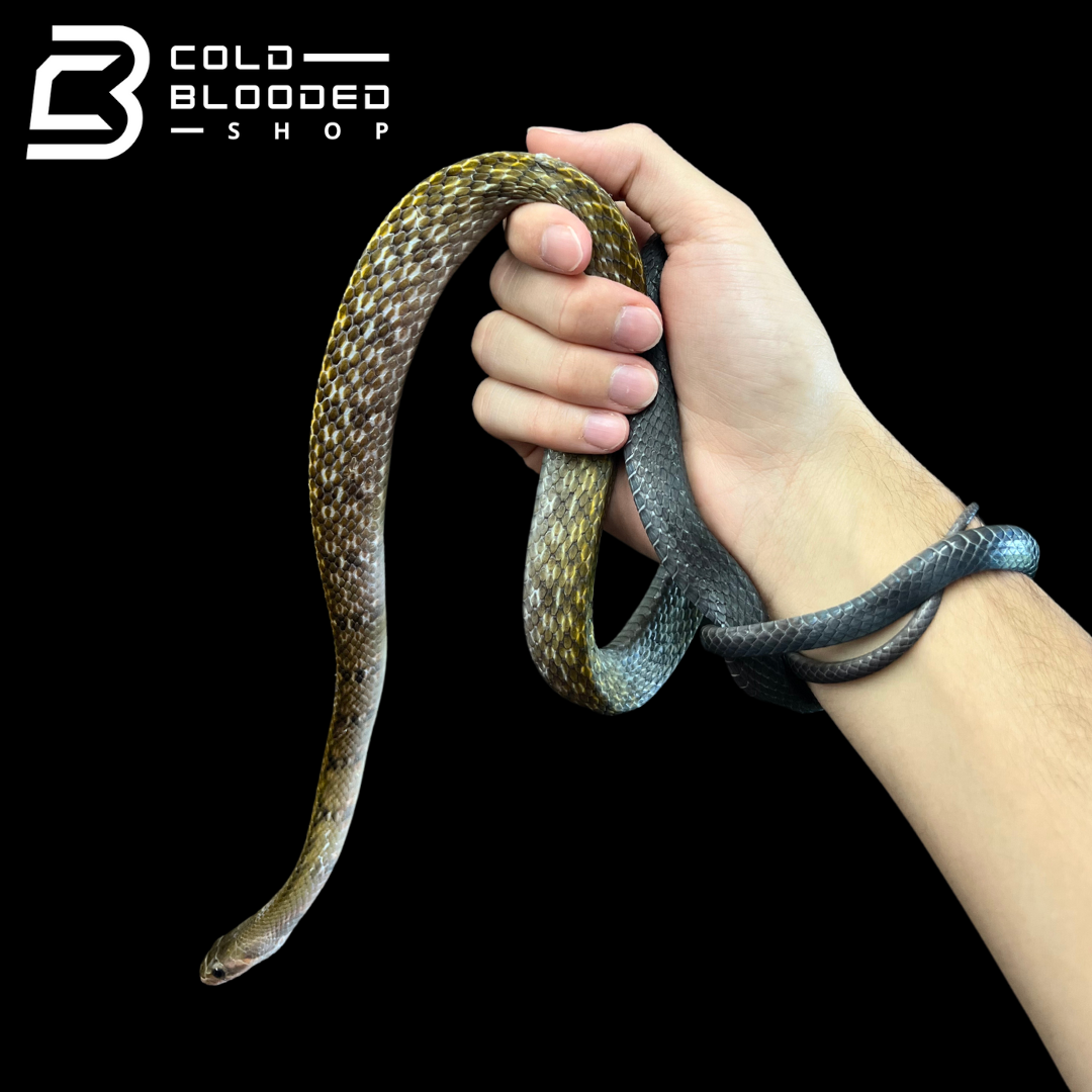 Male Black Copper Rat Snake - Coelognathus flavolineatus #2 - Cold Blooded Shop