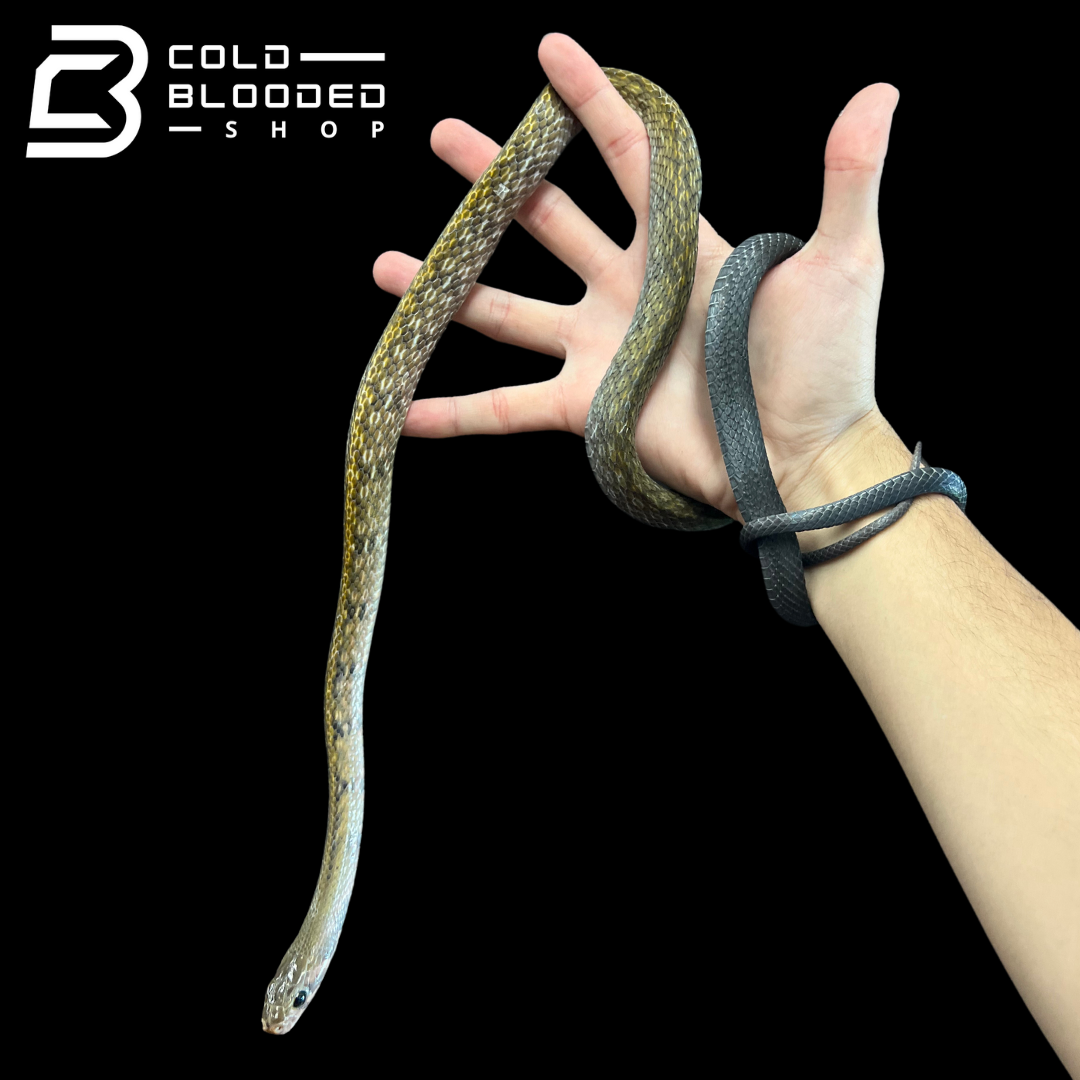 Male Black Copper Rat Snake - Coelognathus flavolineatus #2 - Cold Blooded Shop