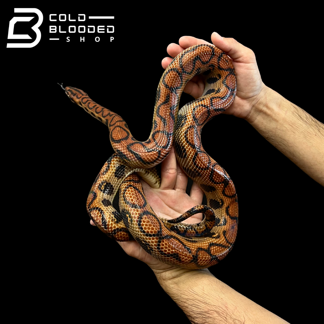 Adult Male Brazilian Rainbow Boa - Epicrates cenchria #3 - Cold Blooded Shop