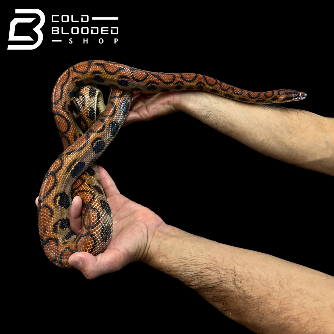 Adult Male Brazilian Rainbow Boa - Epicrates cenchria #3 - Cold Blooded Shop