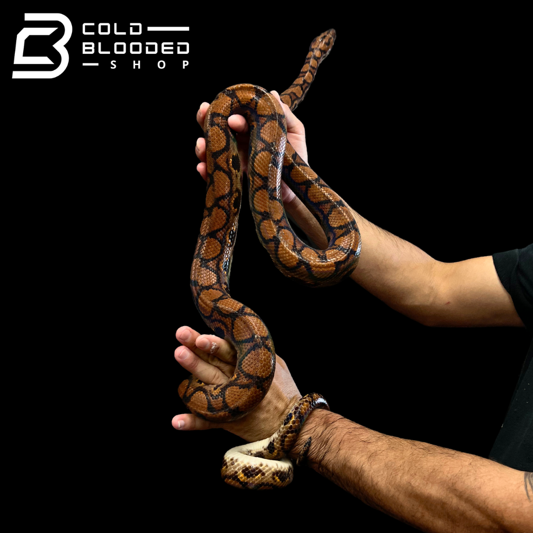 Adult Male Brazilian Rainbow Boa - Epicrates cenchria #4 - Cold Blooded Shop