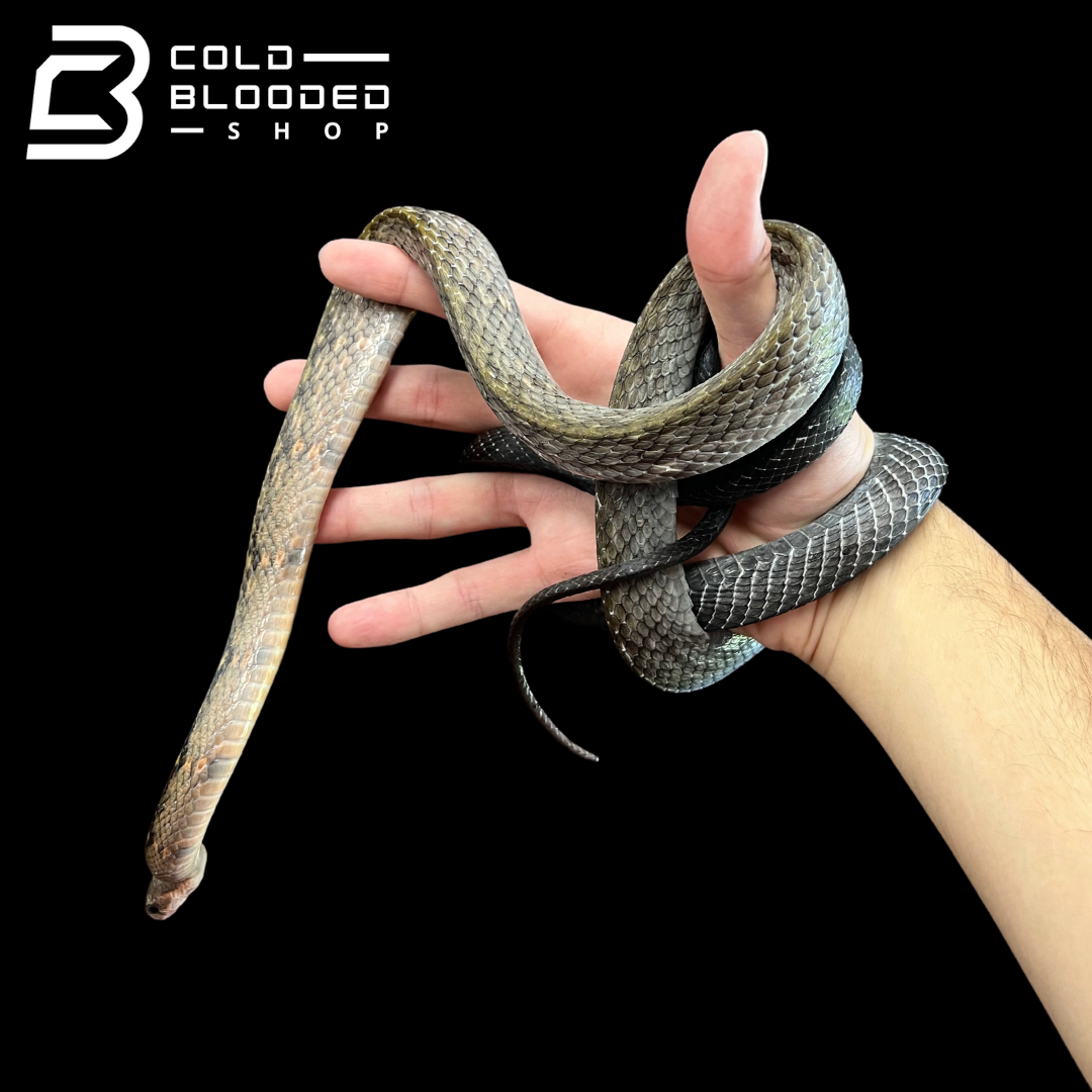 Male Black Copper Rat Snake - Coelognathus flavolineatus #4 - Cold Blooded Shop