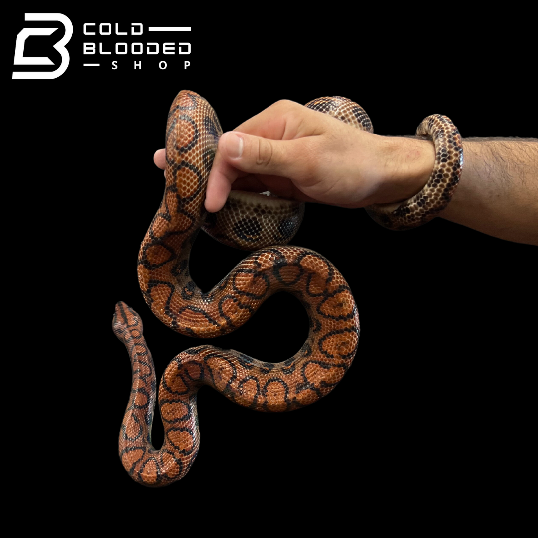 Adult Male Brazilian Rainbow Boa - Epicrates cenchria #5