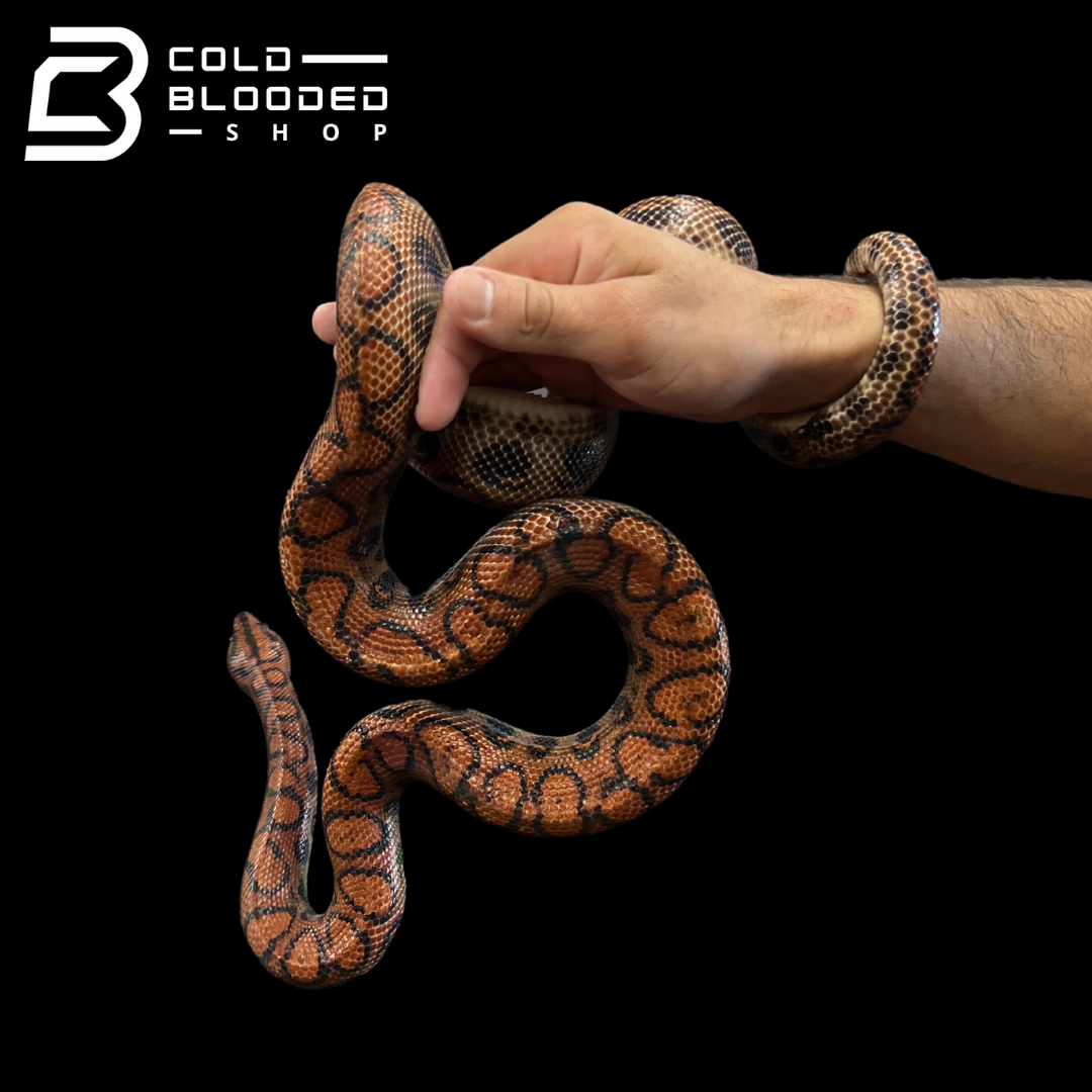 Adult Male Brazilian Rainbow Boa - Epicrates cenchria #5 - Cold Blooded Shop