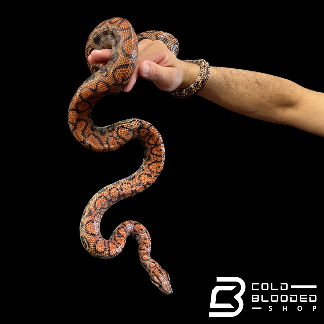 Adult Male Brazilian Rainbow Boa - Epicrates cenchria #5