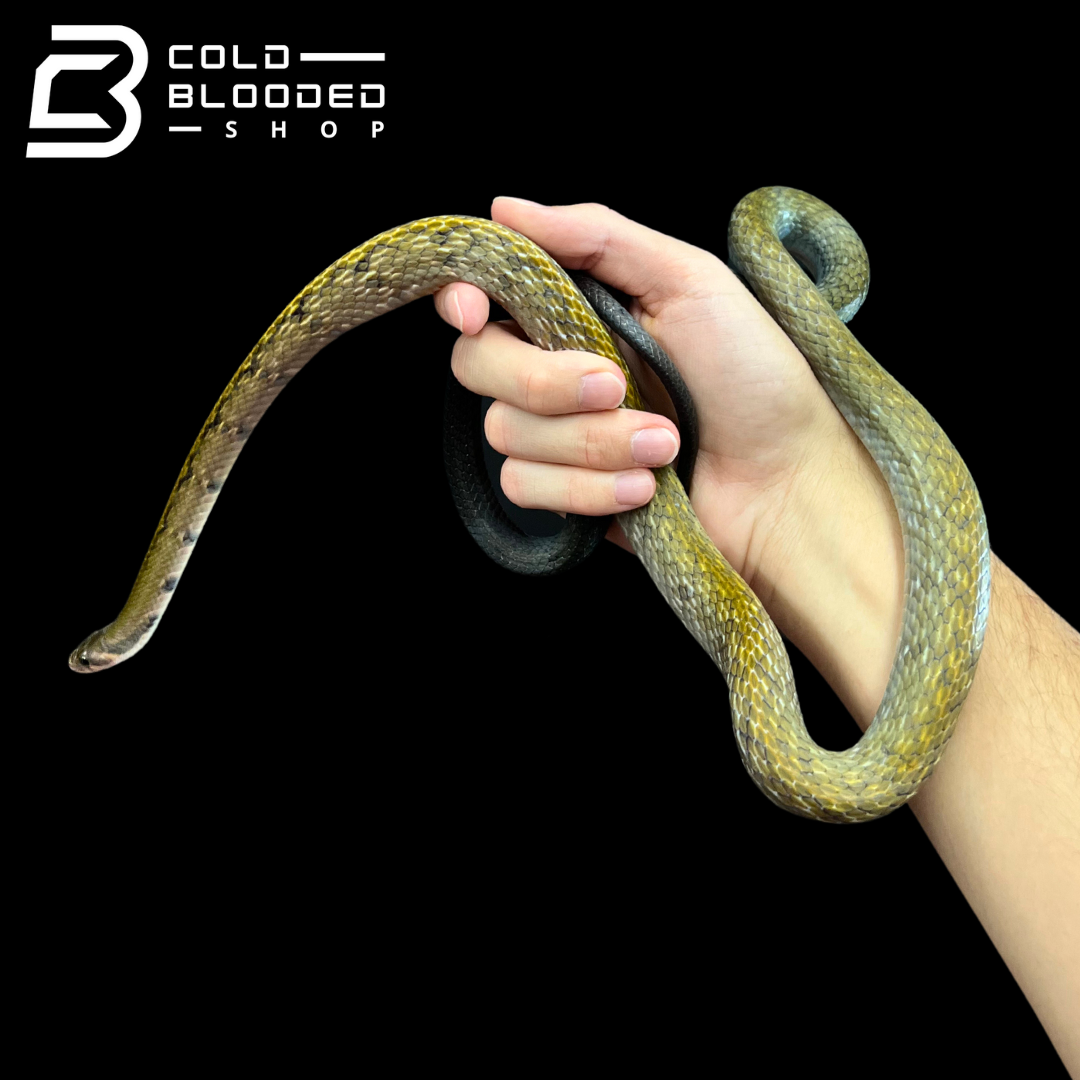Male Black Copper Rat Snake - Coelognathus flavolineatus #5 - Cold Blooded Shop