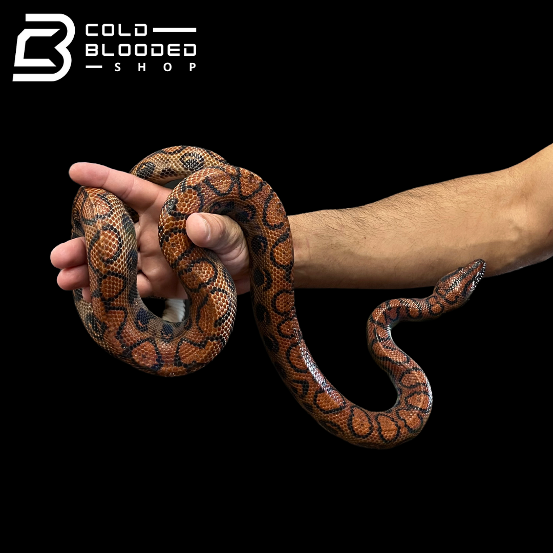 Adult Male Brazilian Rainbow Boa - Epicrates cenchria #5