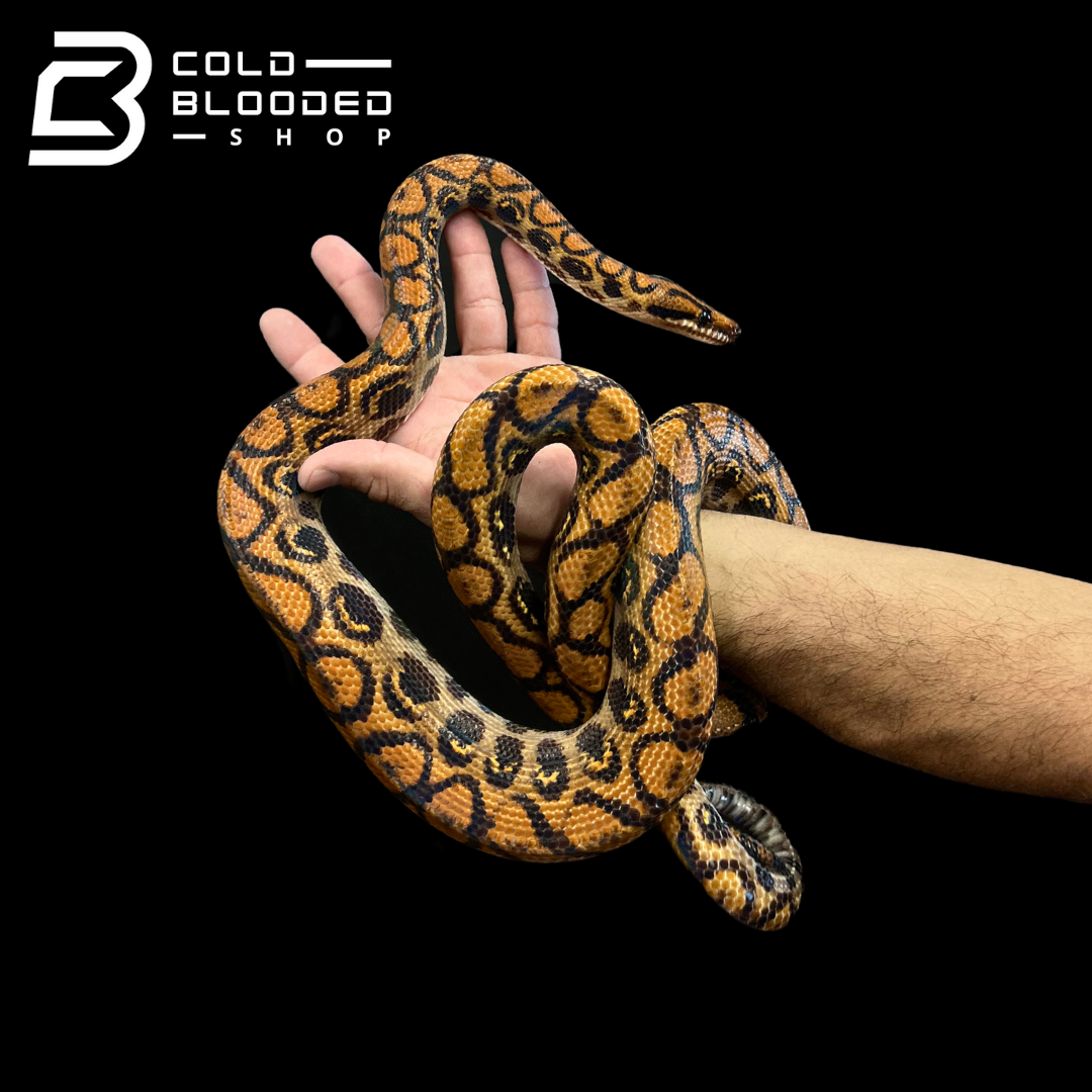 Rainbow Boas - Epicrates cenchria