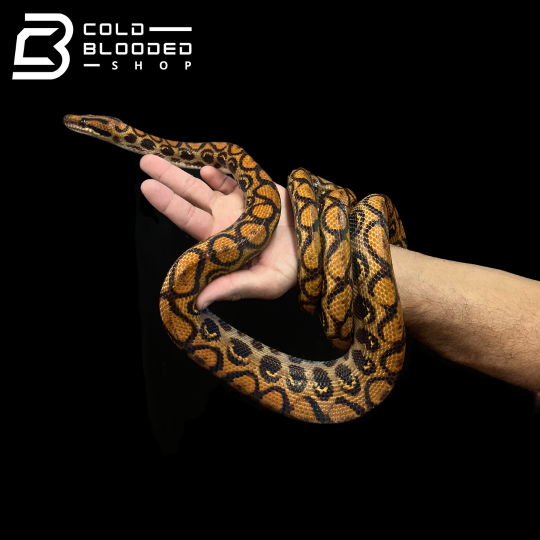 Adult Male Brazilian Rainbow Boa - Epicrates cenchria #6 - Cold Blooded Shop