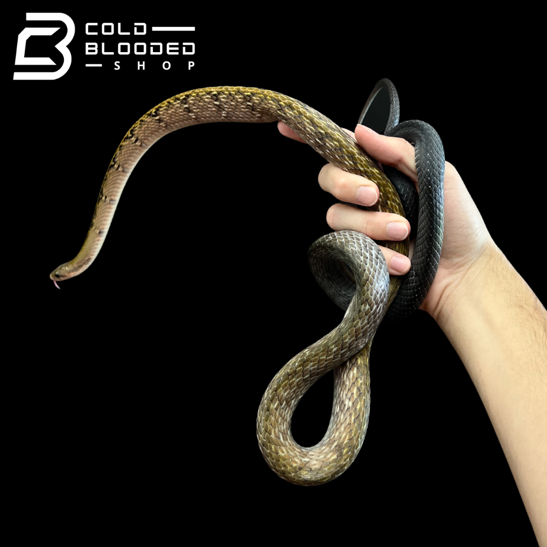 Male Black Copper Rat Snake - Coelognathus flavolineatus #6 - Cold Blooded Shop