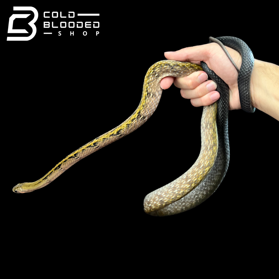 Male Black Copper Rat Snake - Coelognathus flavolineatus #6 - Cold Blooded Shop