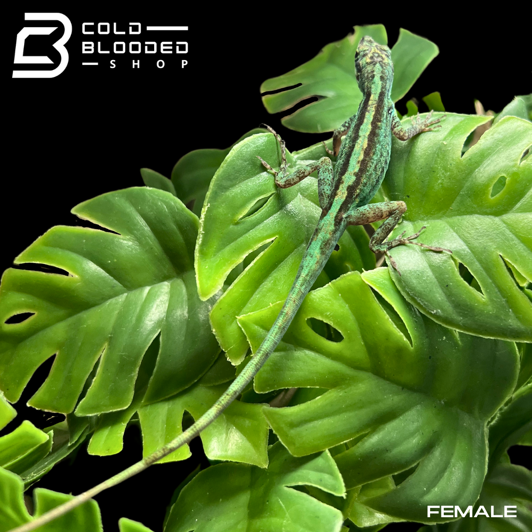 Pair of Morne Rouge Anoles - Anolis roquet summus - Cold Blooded Shop