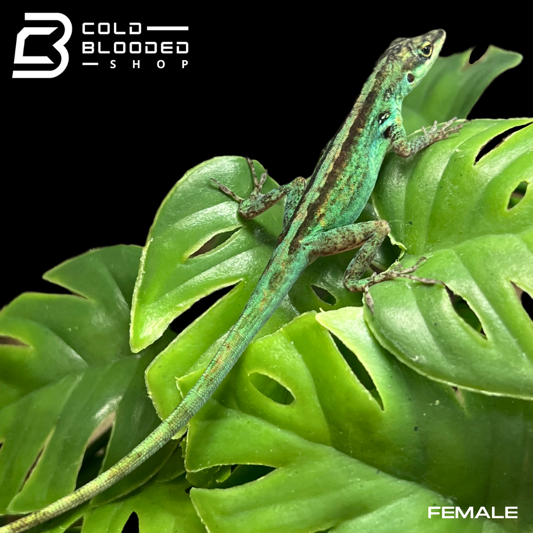Pair of Morne Rouge Anoles - Anolis roquet summus - Cold Blooded Shop
