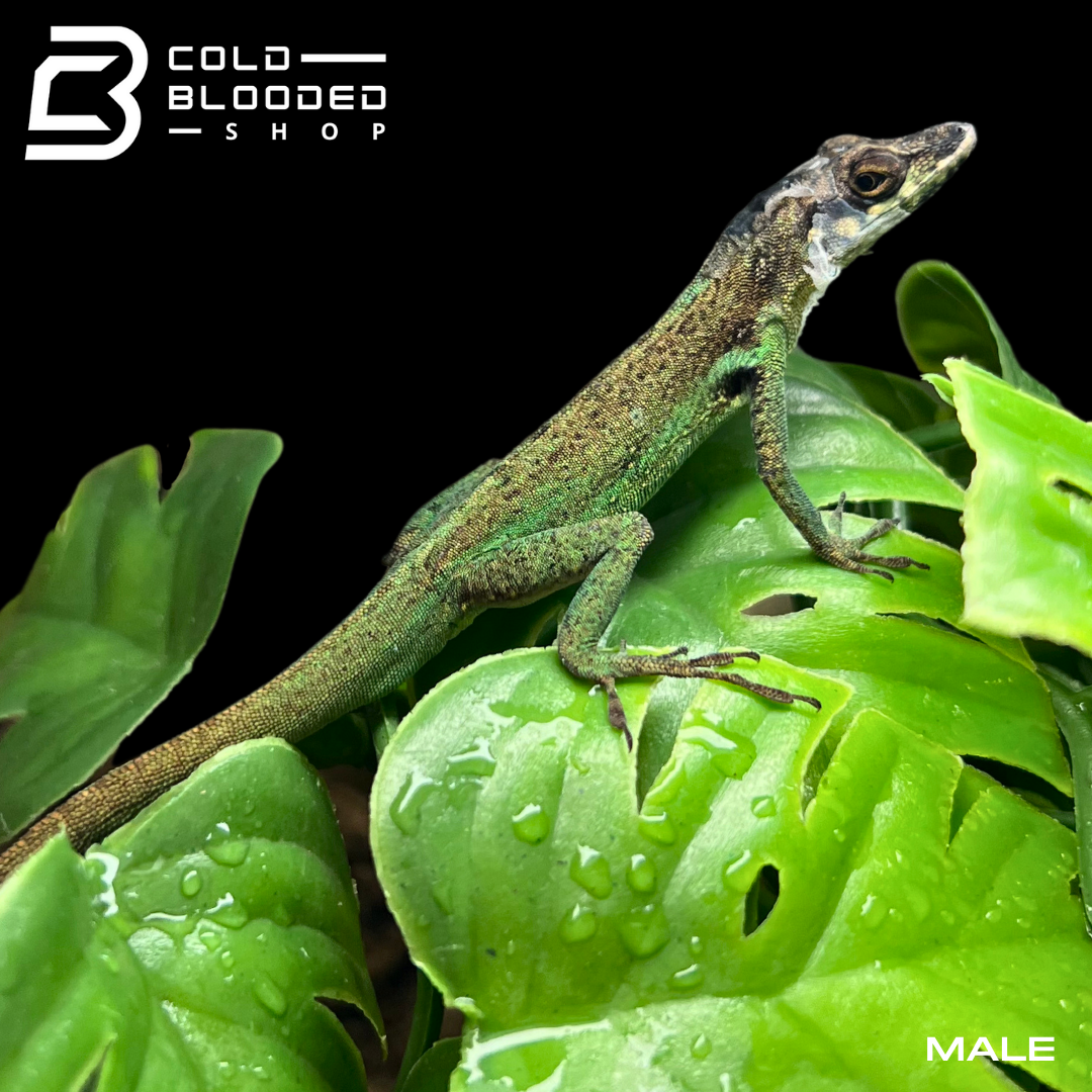 Pair of Morne Rouge Anoles - Anolis roquet summus - Cold Blooded Shop