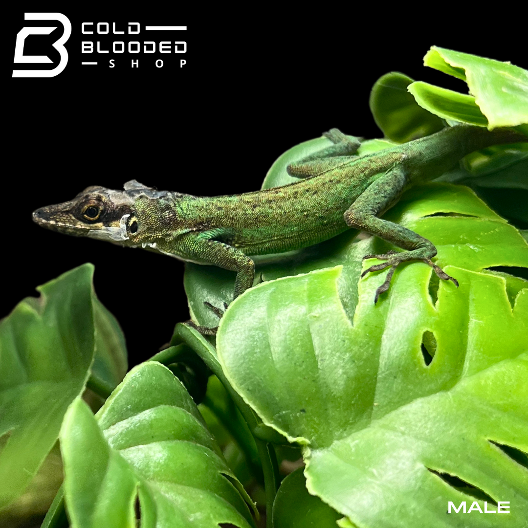 Pair of Morne Rouge Anoles - Anolis roquet summus - Cold Blooded Shop