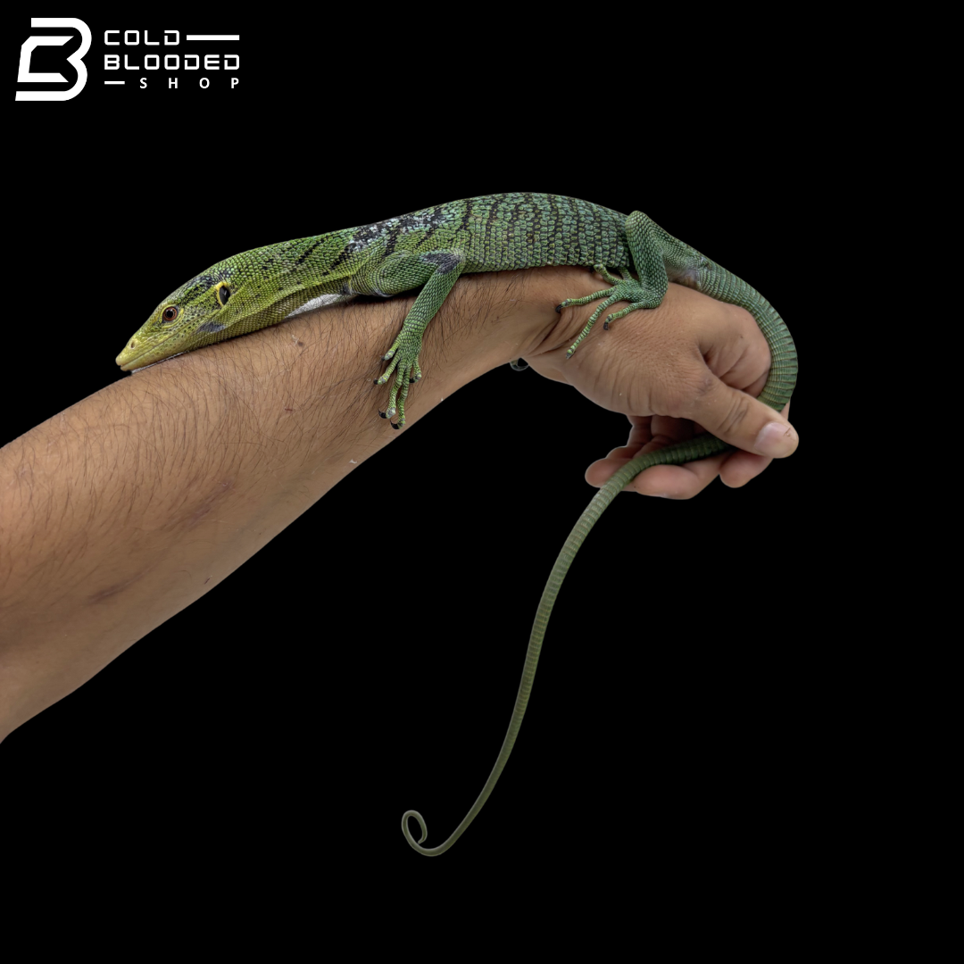Male Green Tree Monitor - Varanus Prasinus