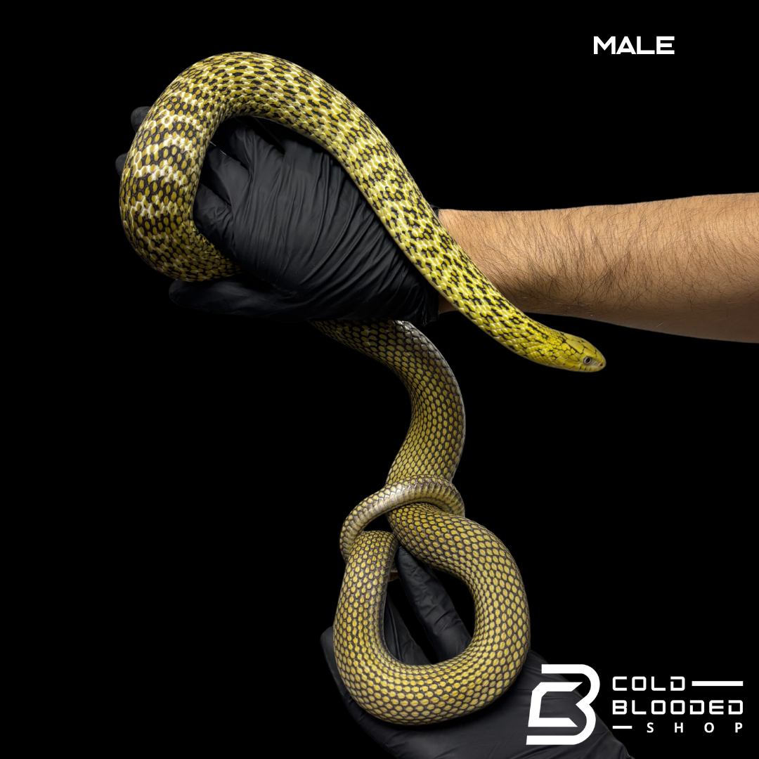 Pair Chinese King Ratsnakes "Coastal" - Elaphe carinata