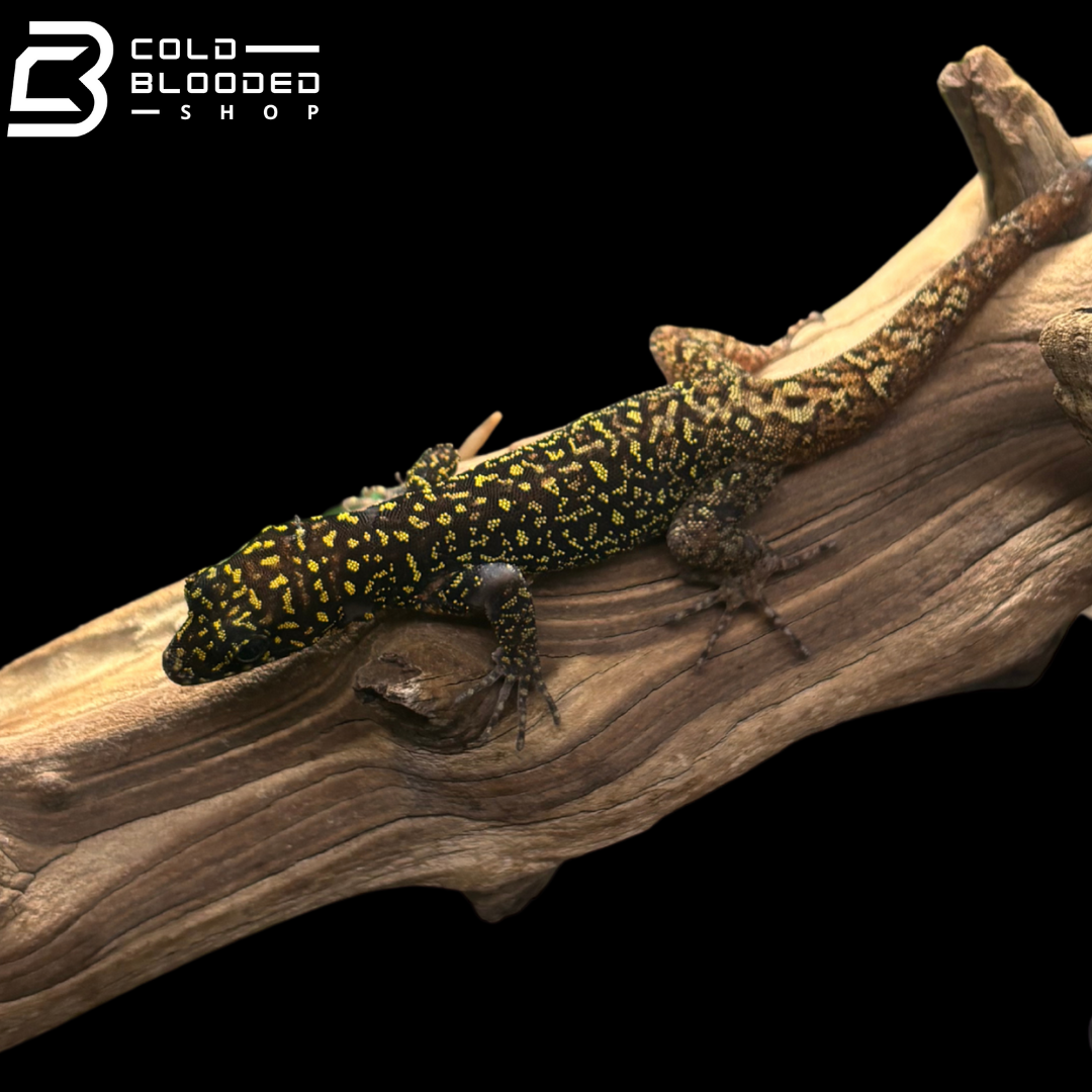 RARE! Annulated Gecko pairs - Gonatodes Annularis
