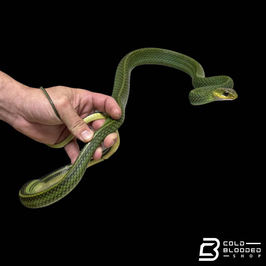 Green rat Snake #1 - Ptyas nigromarginata