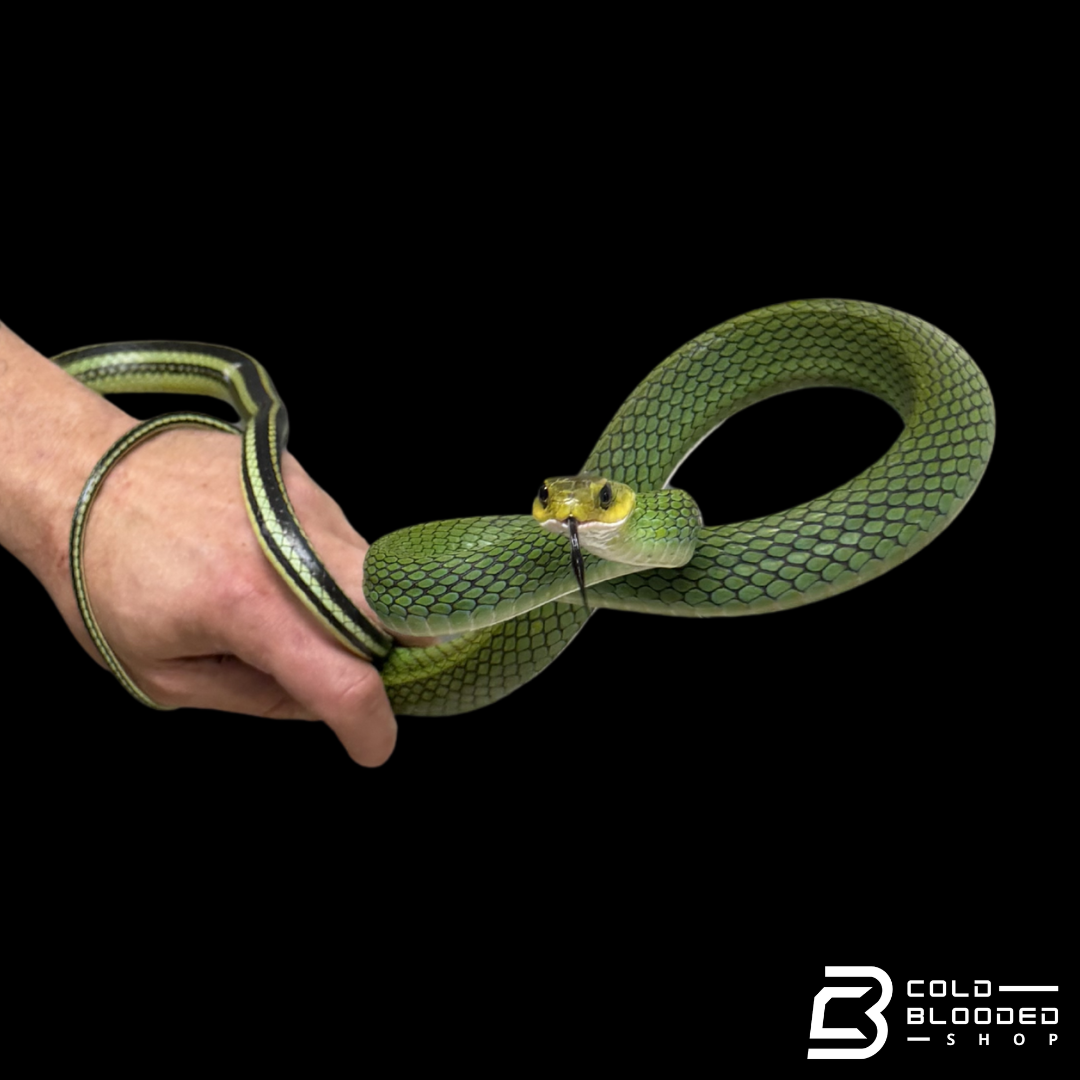 Green rat Snake #1 - Ptyas nigromarginata