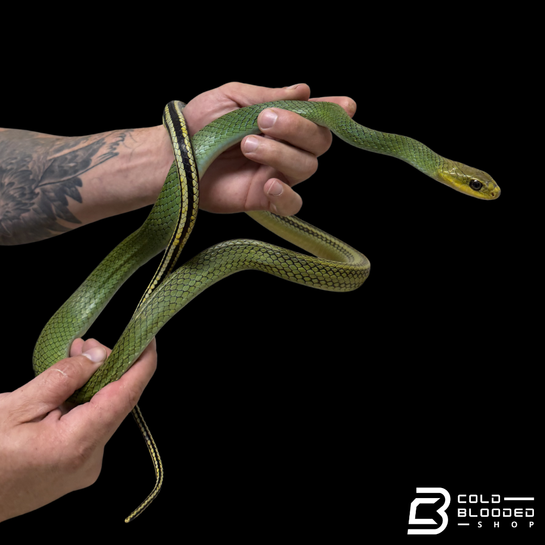 Green rat Snake #2 - Ptyas nigromarginata