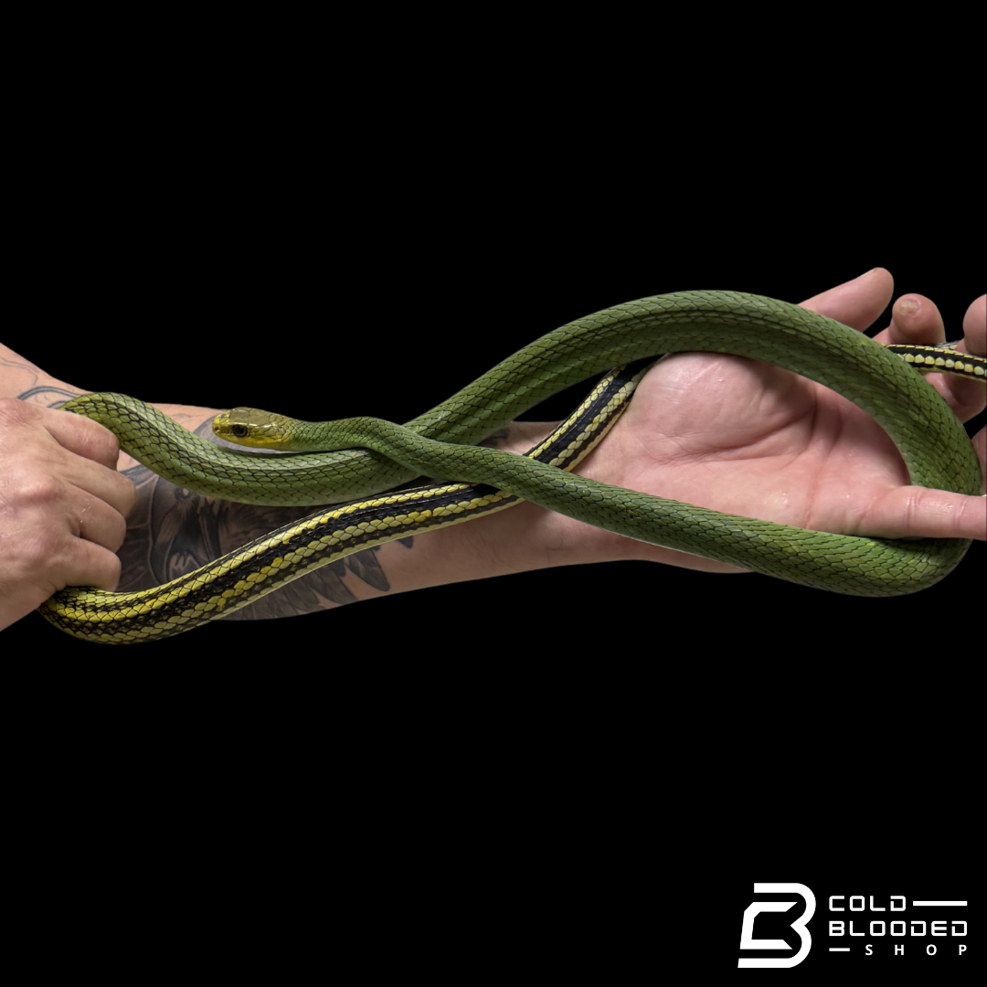 Green rat Snake #2 - Ptyas nigromarginata