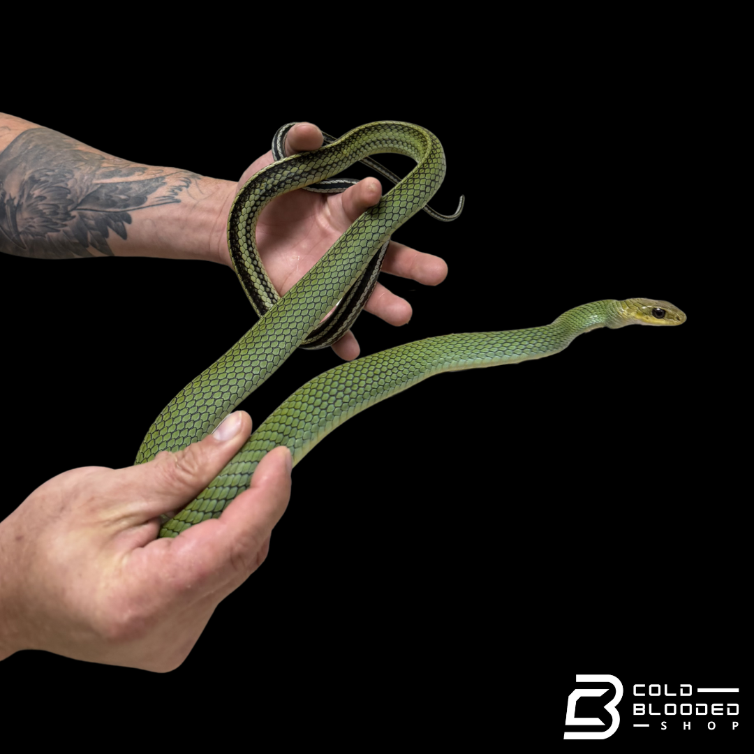 Green rat Snake #3 - Ptyas nigromarginata
