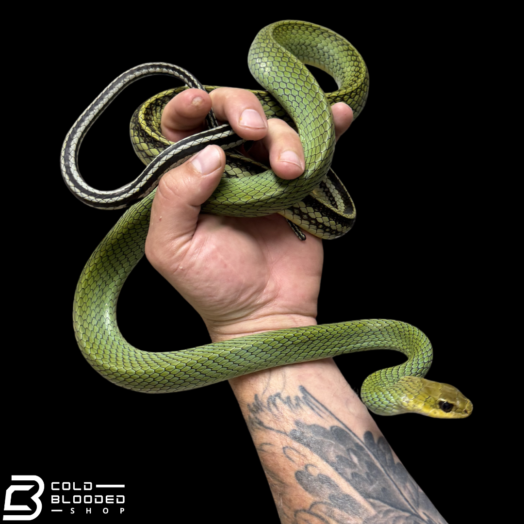 Green rat Snake #3 - Ptyas nigromarginata