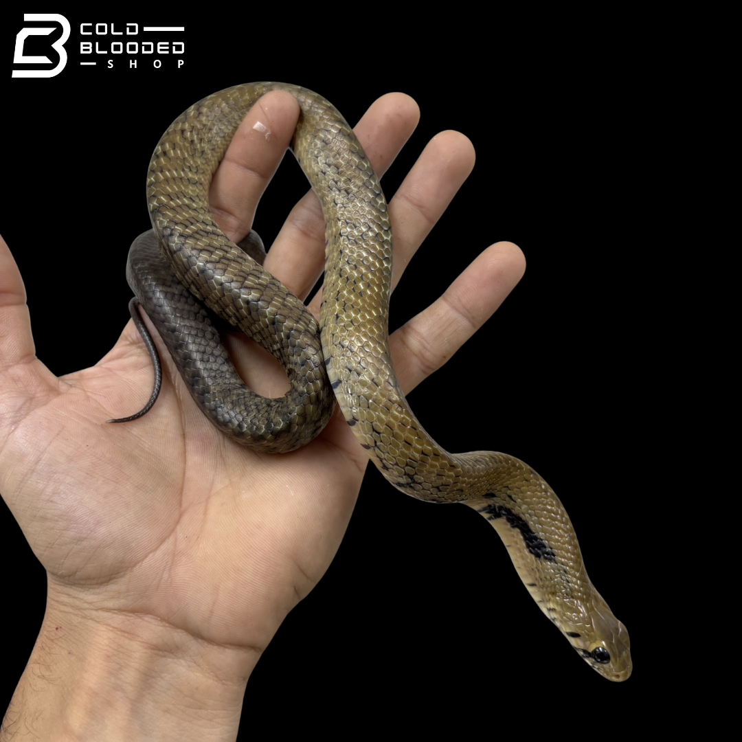 Black Tail Cribo Pair - Drymarchon melanurus