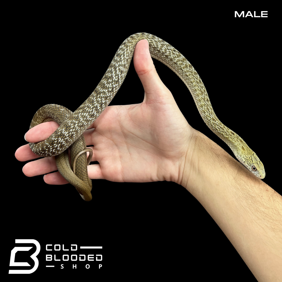 Pair of Japanese King Rat Snakes - Elaphe carinata yonaguniensis - Cold Blooded Shop