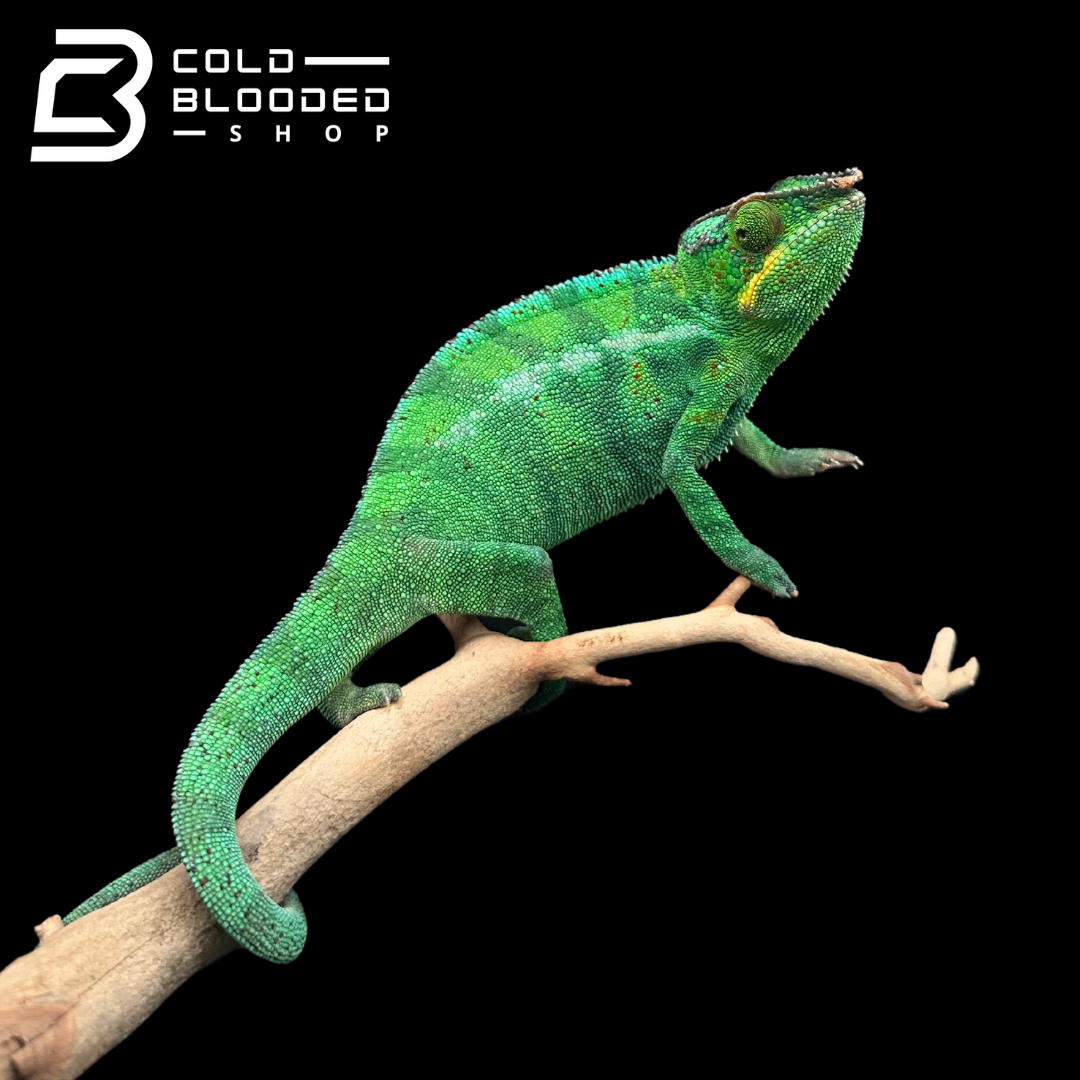 Nosy Be Panther Chameleon - Furcifer pardalis #1