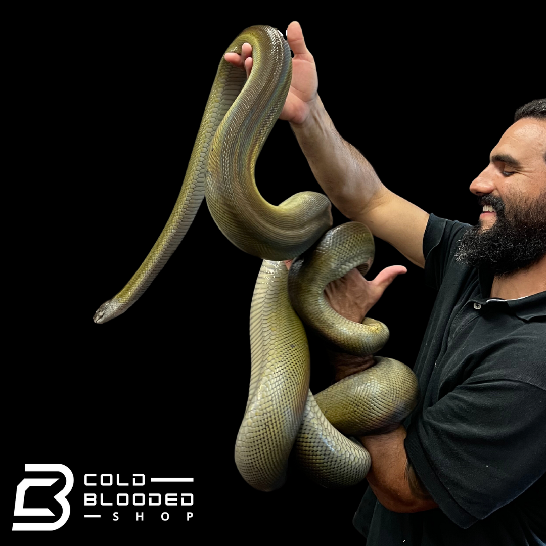 Adult Female Papuan Python - Apodora papuana - Cold Blooded Shop