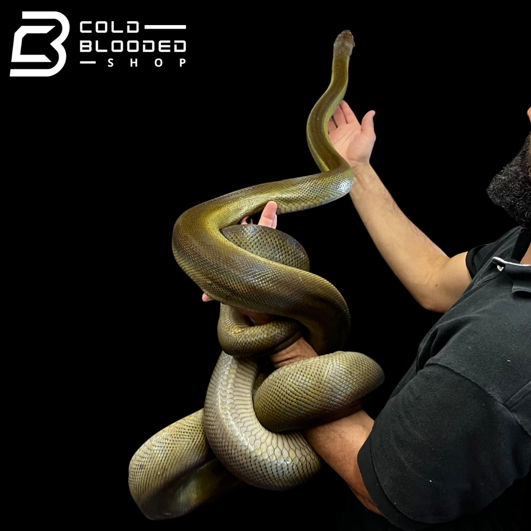 Adult Female Papuan Python - Apodora papuana - Cold Blooded Shop