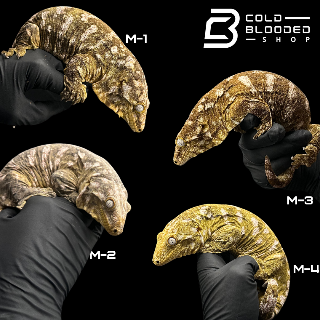 Adult Male Darth Maul x NuuAna/DuuAna Leachianus Geckos - Rhacodactylu