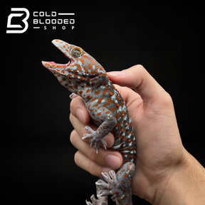 Male Paradox Candy Tokay Gecko - Gekko gecko - Cold Blooded Shop