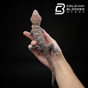 Male Paradox Candy Tokay Gecko - Gekko gecko - Cold Blooded Shop