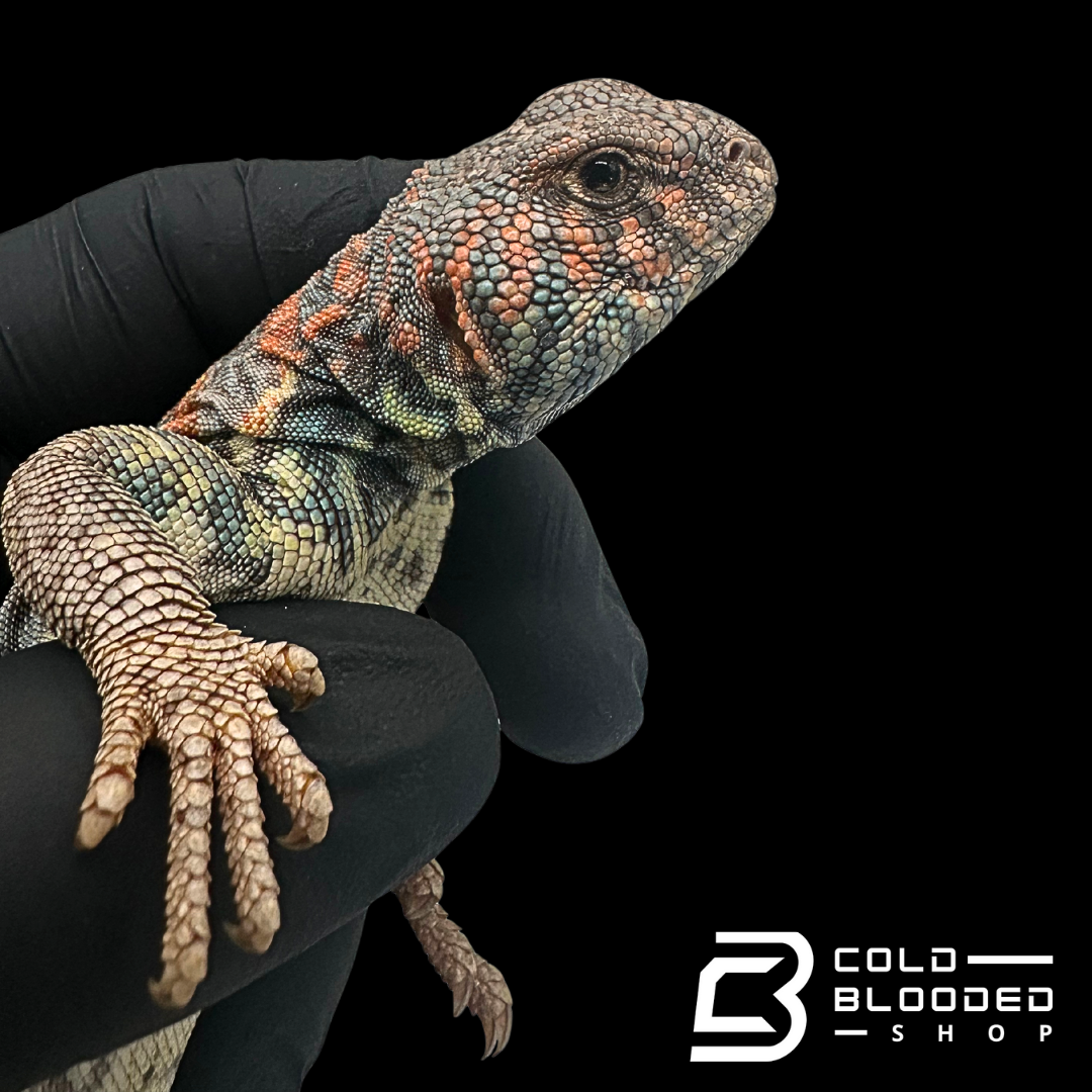Adult STUNNER Male Ornate Uromastyx - Uromastyx ornata