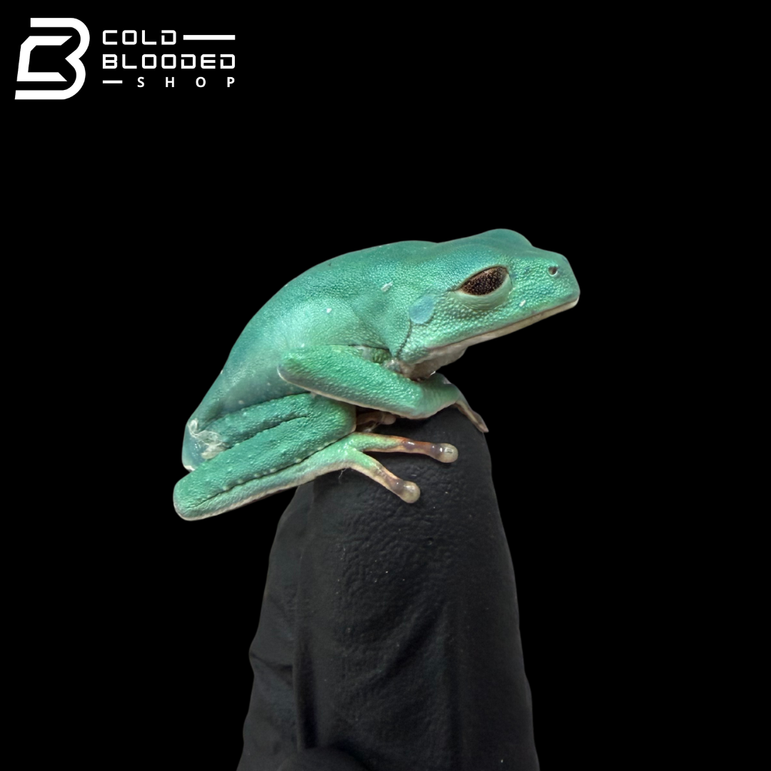 Phyllomedusa chaparroi